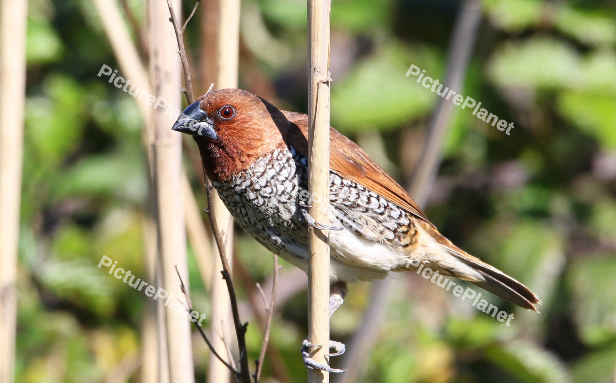 Lonchura Bird